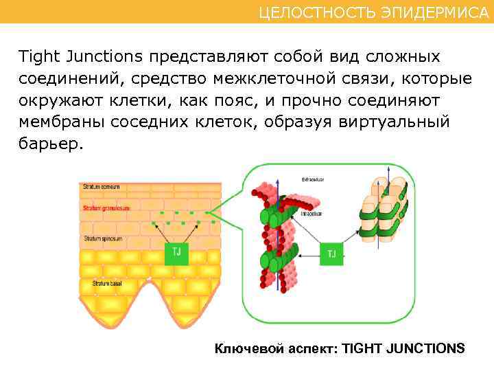 ЦЕЛОСТНОСТЬ ЭПИДЕРМИСА Tight Junctions представляют собой вид сложных соединений, средство межклеточной связи, которые окружают
