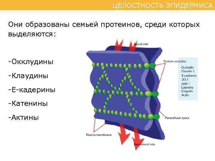 ЦЕЛОСТНОСТЬ ЭПИДЕРМИСА Они образованы семьей протеинов, среди которых выделяются: -Окклудины -Клаудины -Е-кадерины -Катенины -Актины
