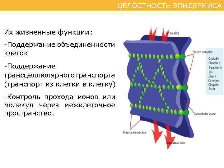 ЦЕЛОСТНОСТЬ ЭПИДЕРМИСА Их жизненные функции: -Поддержание объединенности клеток -Поддержание трансцеллюлярного транспорта (транспорт из клетки