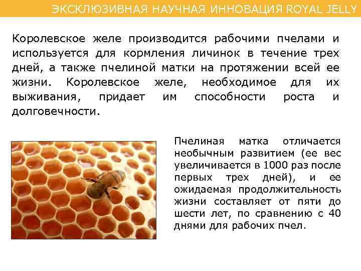 ЭКСКЛЮЗИВНАЯ НАУЧНАЯ ИННОВАЦИЯ ROYAL JELLY Королевское желе производится рабочими пчелами и используется для кормления