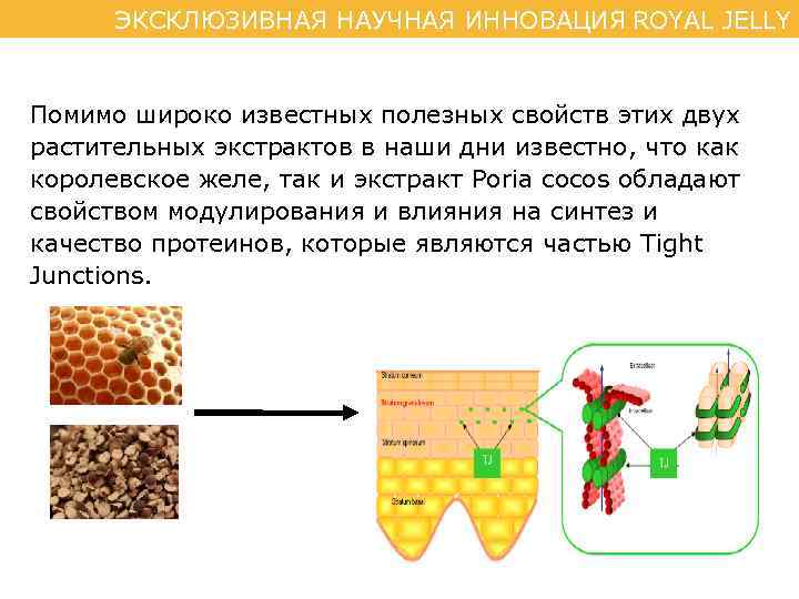 ЭКСКЛЮЗИВНАЯ НАУЧНАЯ ИННОВАЦИЯ ROYAL JELLY Помимо широко известных полезных свойств этих двух растительных экстрактов