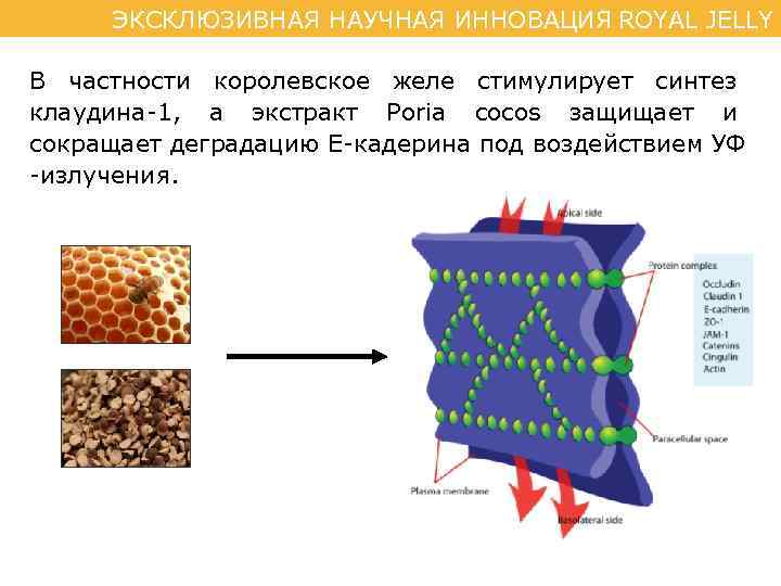ЭКСКЛЮЗИВНАЯ НАУЧНАЯ ИННОВАЦИЯ ROYAL JELLY В частности королевское желе стимулирует синтез клаудина-1, а экстракт