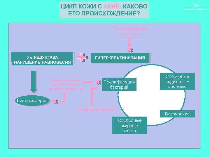 ЦИКЛ КОЖИ С АКНЕ: КАКОВО ЕГО ПРОИСХОЖДЕНИЕ? Салициловая кислота 5 α РЕДУКТАЗА НАРУШЕНИЕ РАВНОВЕСИЯ