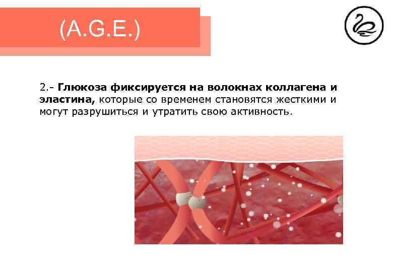 (A. G. E. ) 2. - Глюкоза фиксируется на волокнах коллагена и эластина, которые