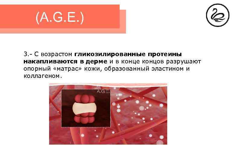 (A. G. E. ) 3. - С возрастом гликозилированные протеины накапливаются в дерме и