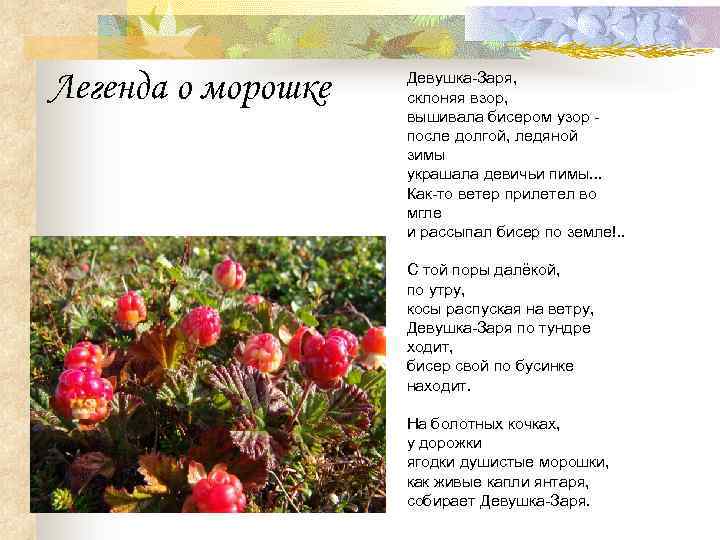 Легенда о морошке Девушка-Заря, склоняя взор, вышивала бисером узор после долгой, ледяной зимы украшала