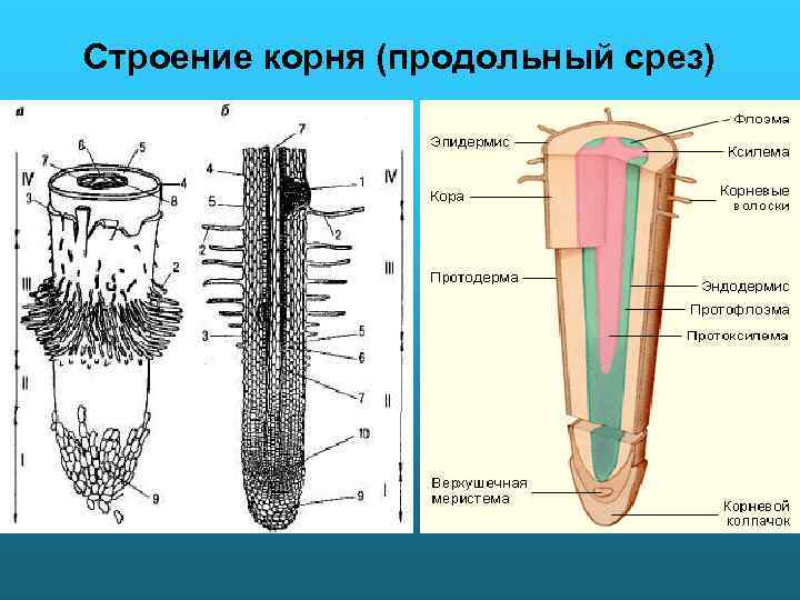 Строение корневого волоска