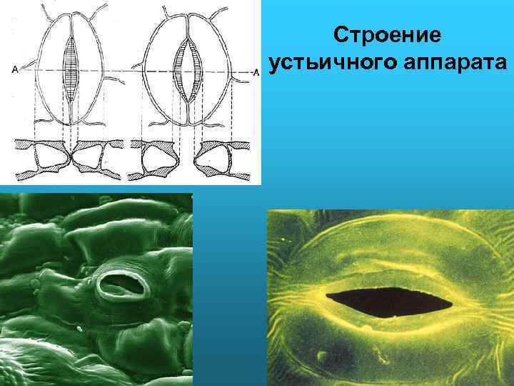 Строение устьичного аппарата 