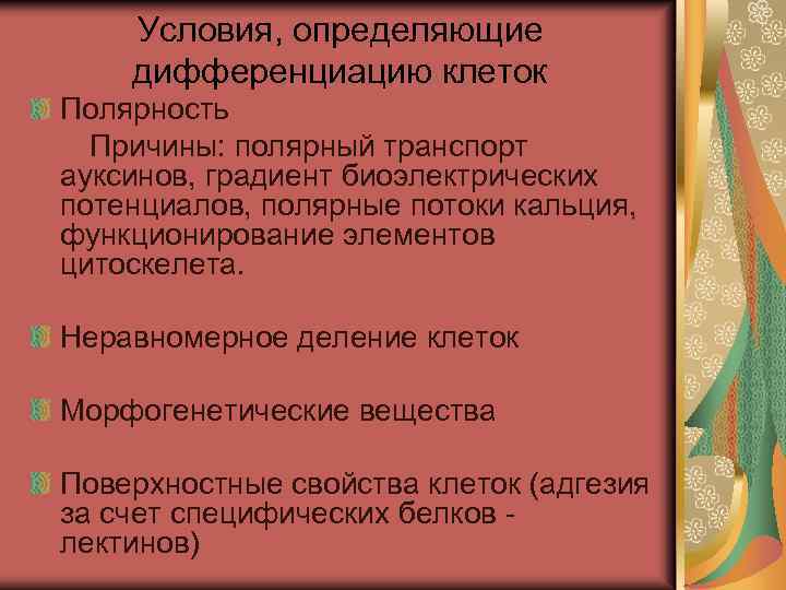 Условия, определяющие дифференциацию клеток Полярность Причины: полярный транспорт ауксинов, градиент биоэлектрических потенциалов, полярные потоки