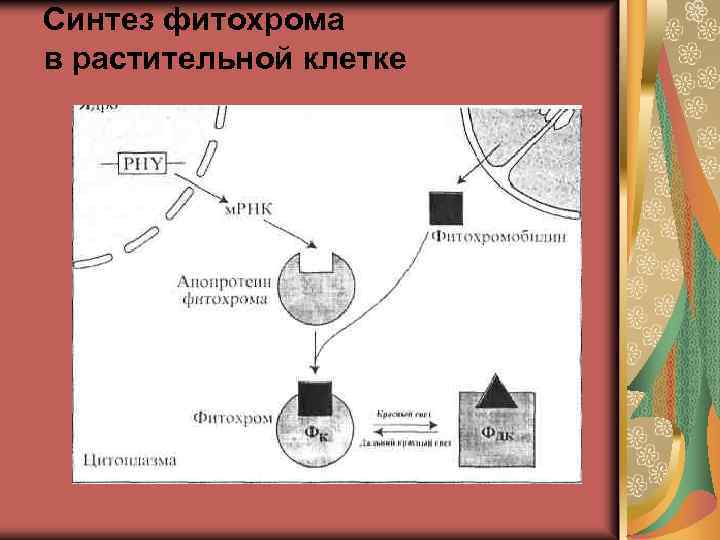 Синтез фитохрома в растительной клетке 