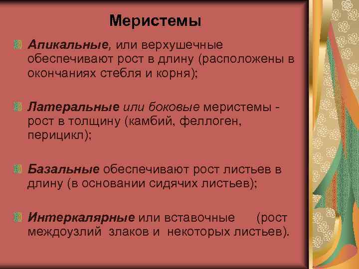 Меристемы Апикальные, или верхушечные обеспечивают рост в длину (расположены в окончаниях стебля и корня);