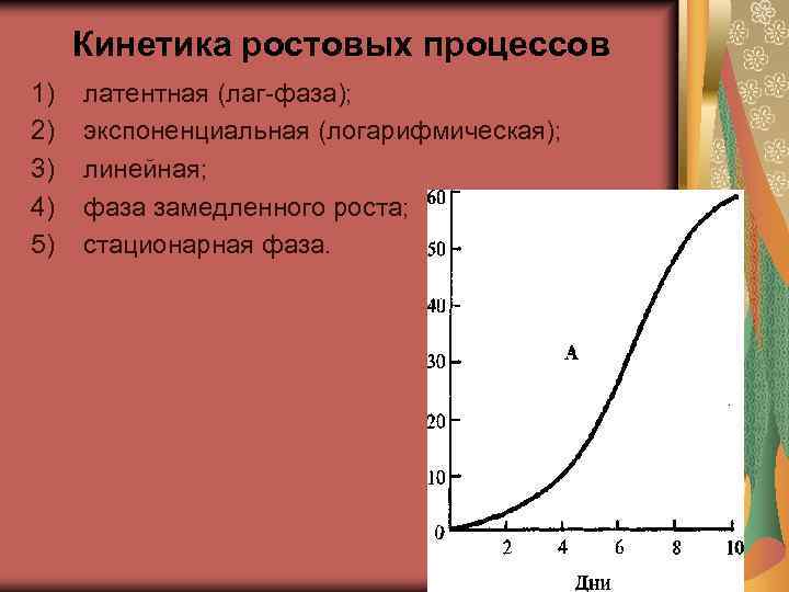 Кинетика ростовых процессов 1) 2) 3) 4) 5) латентная (лаг-фаза); экспоненциальная (логарифмическая); линейная; фаза