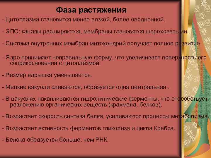 Фаза растяжения - Цитоплазма становится менее вязкой, более оводненной. - ЭПС: каналы расширяются, мембраны