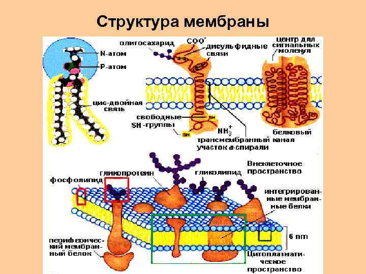 Структура мембраны 