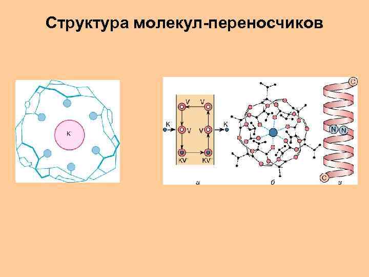 Структура молекул-переносчиков 
