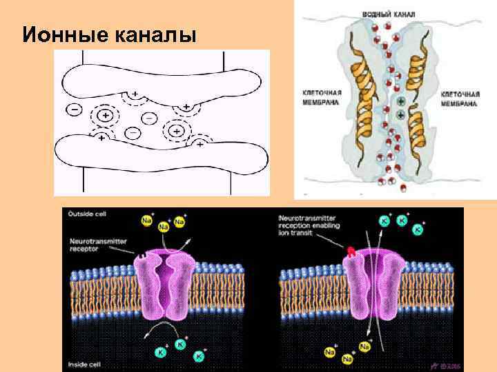 Ионные каналы 