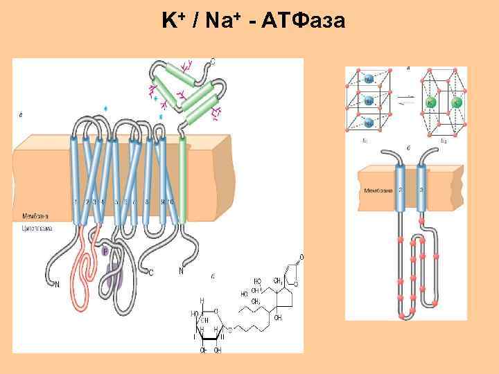 K+ / Na+ - АТФаза 