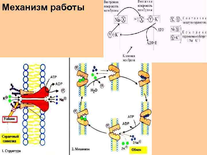 Механизм работы 
