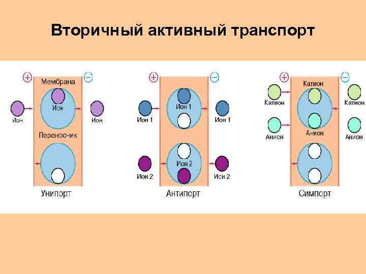 Вторичный активный транспорт 