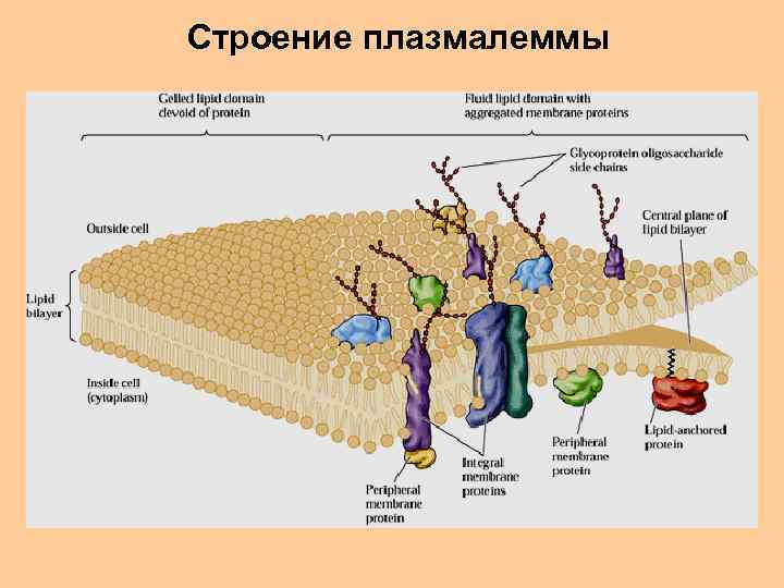 Плазмалемма