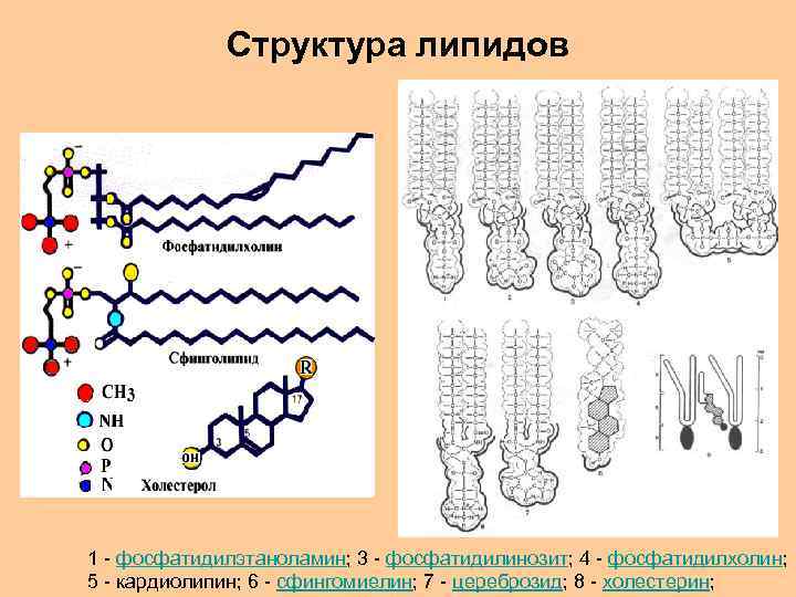 Структура липидов 1 - фосфатидилэтаноламин; 3 - фосфатидилинозит; 4 - фосфатидилхолин; 5 - кардиолипин;
