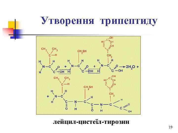 Утворення трипептиду лейцил-цистеїл-тирозин 19 