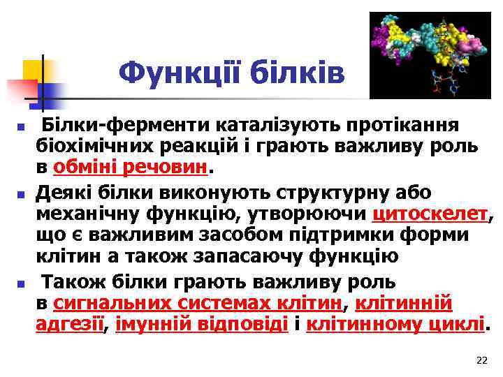 Функції білків n n n Білки-ферменти каталізують протікання біохімічних реакцій і грають важливу роль