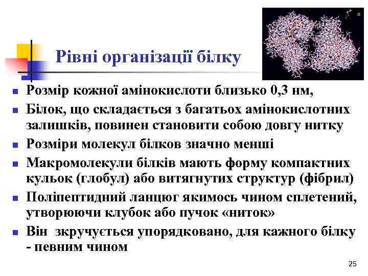 Рівні організації білку n n n Розмір кожної амінокислоти близько 0, 3 нм, Білок,