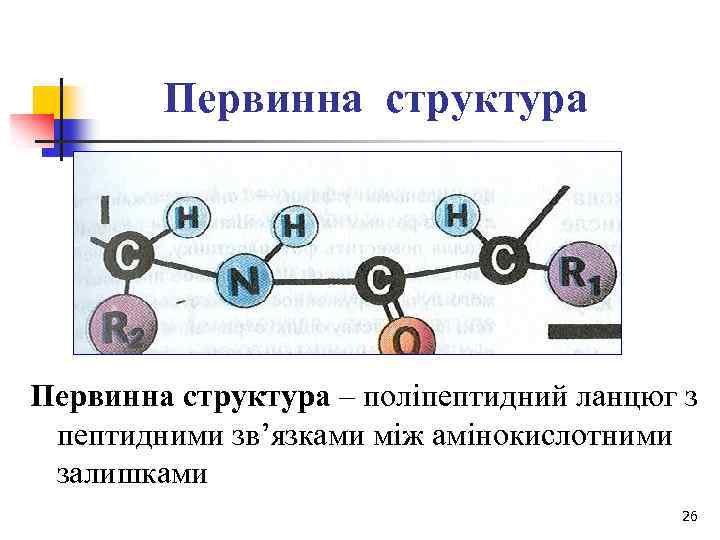 Первинна структура – поліпептидний ланцюг з пептидними зв’язками між амінокислотними залишками 26 