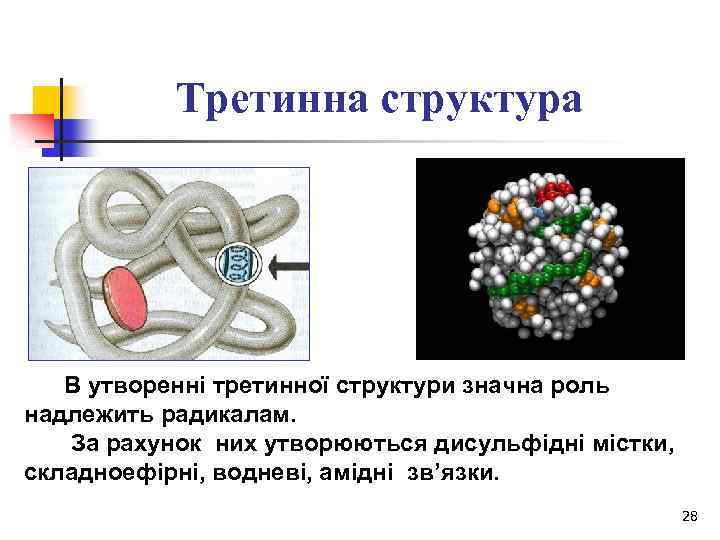 Третинна структура В утворенні третинної структури значна роль надлежить радикалам. За рахунок них утворюються