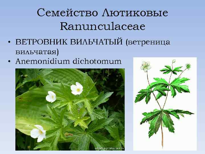 Семейство Лютиковые Ranunculaceae • ВЕТРОВНИК ВИЛЬЧАТЫЙ (ветреница вильчатая) • Anemonidium dichotomum 