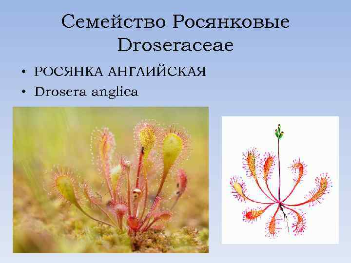 Семейство Росянковые Droseraceae • РОСЯНКА АНГЛИЙСКАЯ • Drosera anglica 