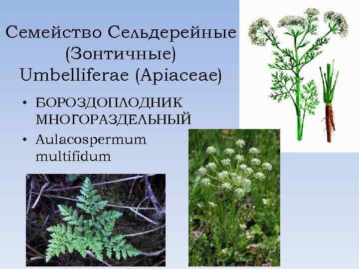 Семейство Сельдерейные (Зонтичные) Umbelliferae (Apiaceae) • БОРОЗДОПЛОДНИК МНОГОРАЗДЕЛЬНЫЙ • Aulacospermum multifidum 