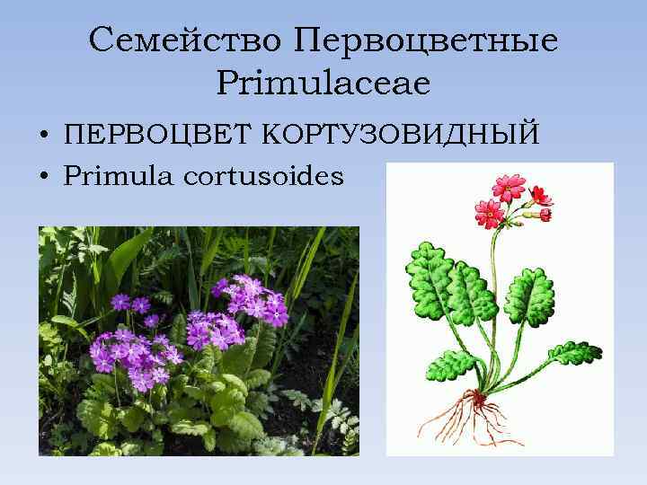 Семейство Первоцветные Primulaceae • ПЕРВОЦВЕТ КОРТУЗОВИДНЫЙ • Primula cortusoides 