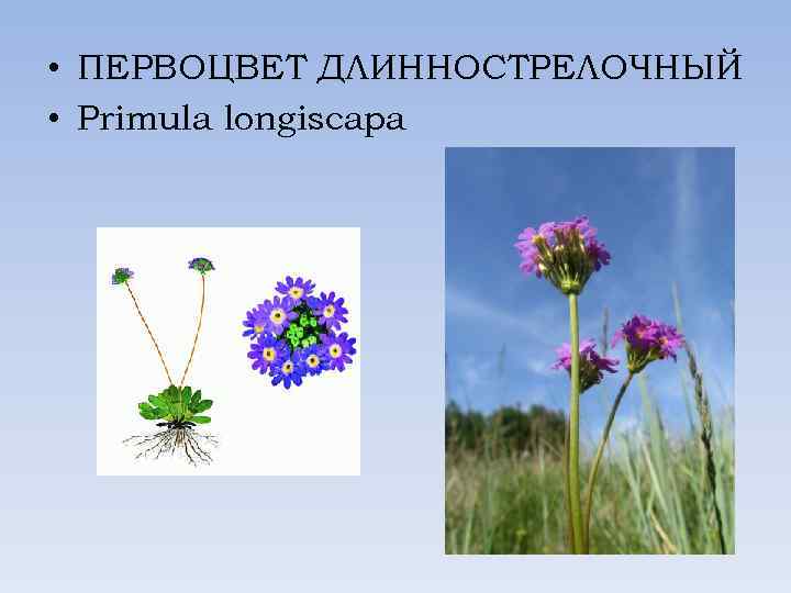  • ПЕРВОЦВЕТ ДЛИННОСТРЕЛОЧНЫЙ • Primula longiscapa 