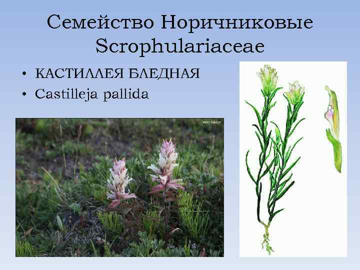 Семейство Норичниковые Scrophulariaceae • КАСТИЛЛЕЯ БЛЕДНАЯ • Castilleja pallida 
