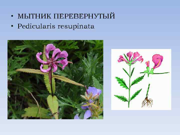  • МЫТНИК ПЕРЕВЕРНУТЫЙ • Pedicularis resupinata 