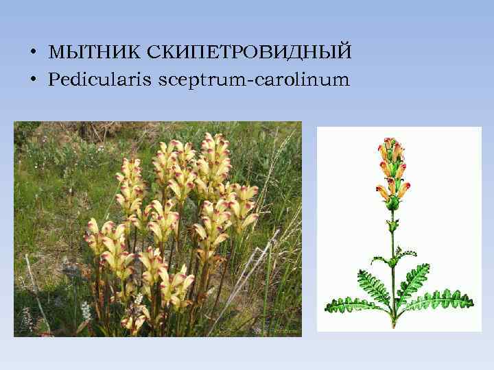  • МЫТНИК СКИПЕТРОВИДНЫЙ • Pedicularis sceptrum-carolinum 
