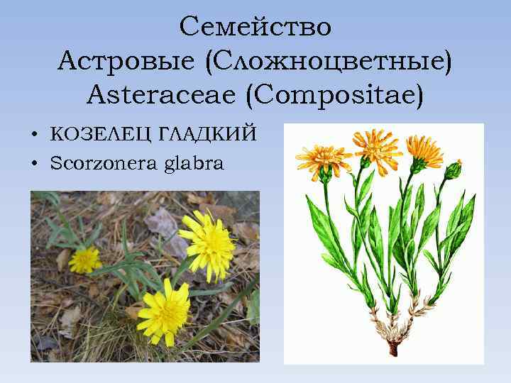 Семейство Астровые (Сложноцветные) Asteraceae (Compositae) • КОЗЕЛЕЦ ГЛАДКИЙ • Scorzonera glabra 