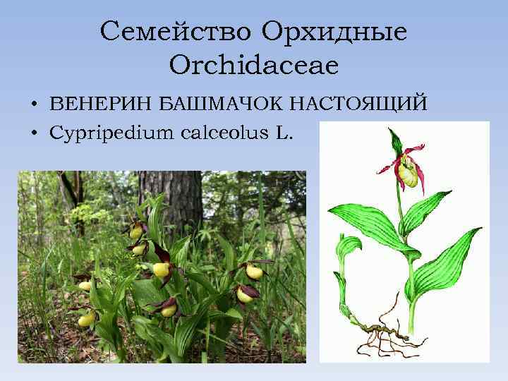 Семейство Орхидные Orchidaceae • ВЕНЕРИН БАШМАЧОК НАСТОЯЩИЙ • Cypripedium calceolus L. 