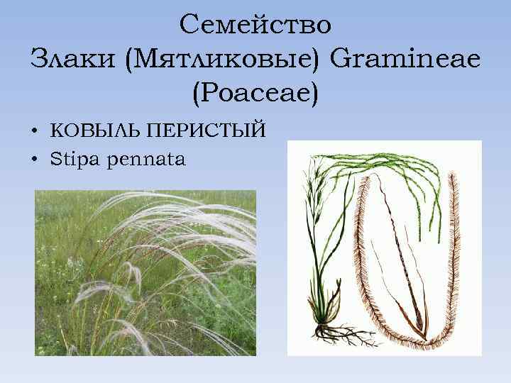 Семейство Злаки (Мятликовые) Gramineae (Poaceae) • КОВЫЛЬ ПЕРИСТЫЙ • Stipa pennata 