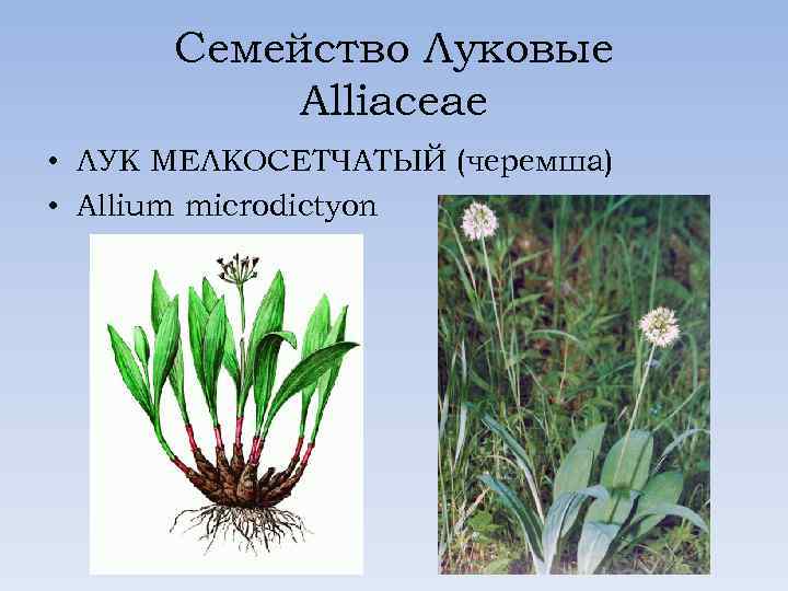 Семейство Луковые Alliaceae • ЛУК МЕЛКОСЕТЧАТЫЙ (черемша) • Allium microdictyon 