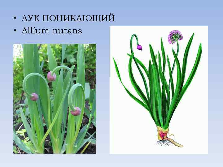  • ЛУК ПОНИКАЮЩИЙ • Allium nutans 