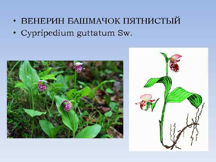  • ВЕНЕРИН БАШМАЧОК ПЯТНИСТЫЙ • Cypripedium guttatum Sw. 