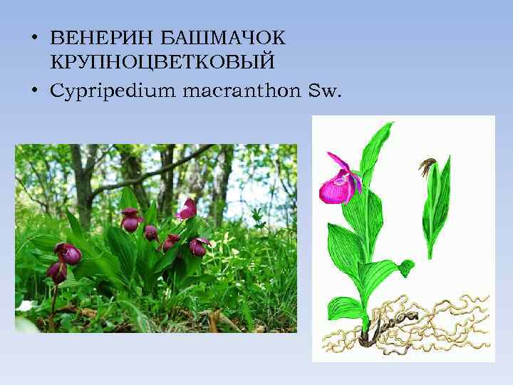  • ВЕНЕРИН БАШМАЧОК КРУПНОЦВЕТКОВЫЙ • Cypripedium macranthon Sw. 