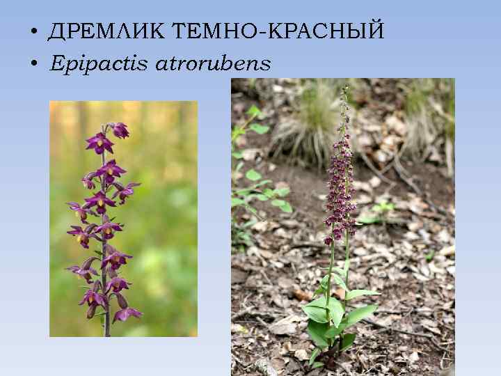  • ДРЕМЛИК ТЕМНО-КРАСНЫЙ • Epipactis atrorubens 