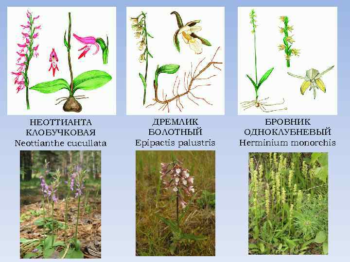 НЕОТТИАНТА КЛОБУЧКОВАЯ Neottianthe cucullata ДРЕМЛИК БОЛОТНЫЙ Epipactis palustris БРОВНИК ОДНОКЛУБНЕВЫЙ Herminium monorchis 