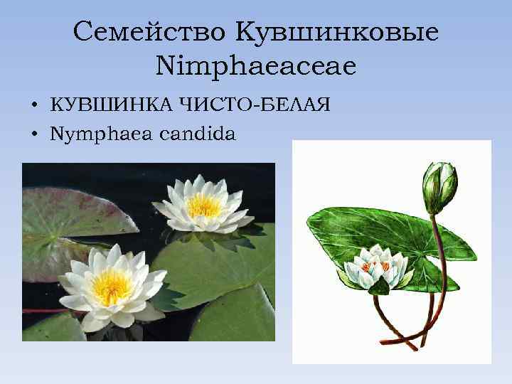 Семейство Кувшинковые Nimphaeaceae • КУВШИНКА ЧИСТО-БЕЛАЯ • Nymphaea candida 