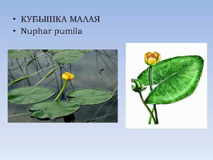  • КУБЫШКА МАЛАЯ • Nuphar pumila 