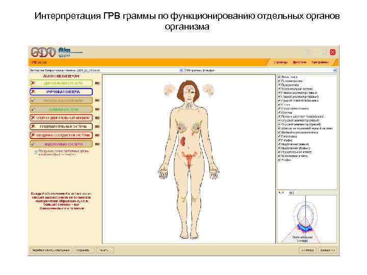 Интерпретация ГРВ граммы по функционированию отдельных органов организма 